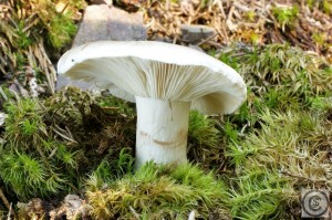 Witte russula 1